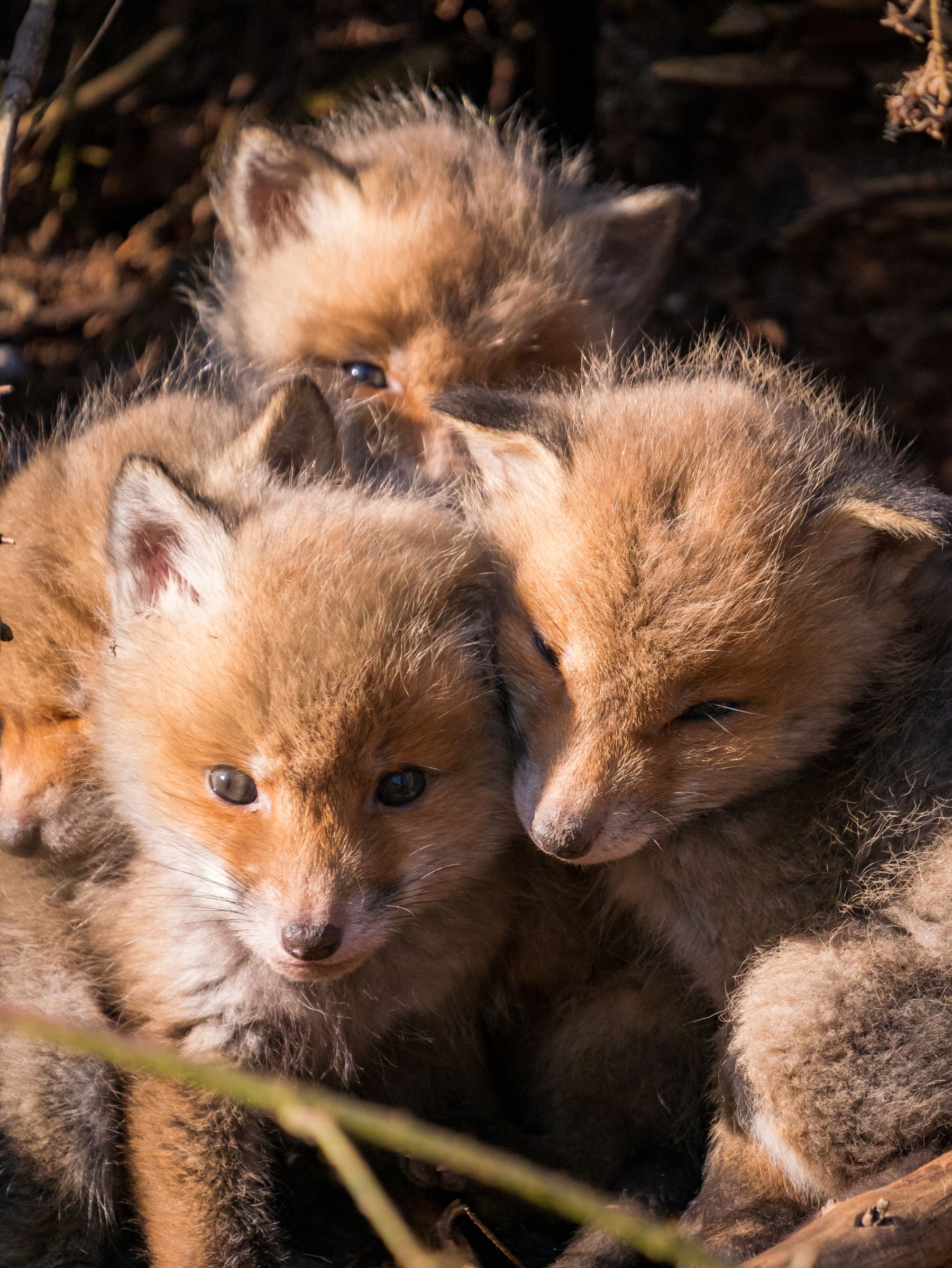 Photo by Kathrin Fischer: https://www.pexels.com/photo/kits-in-burrow-26932434/